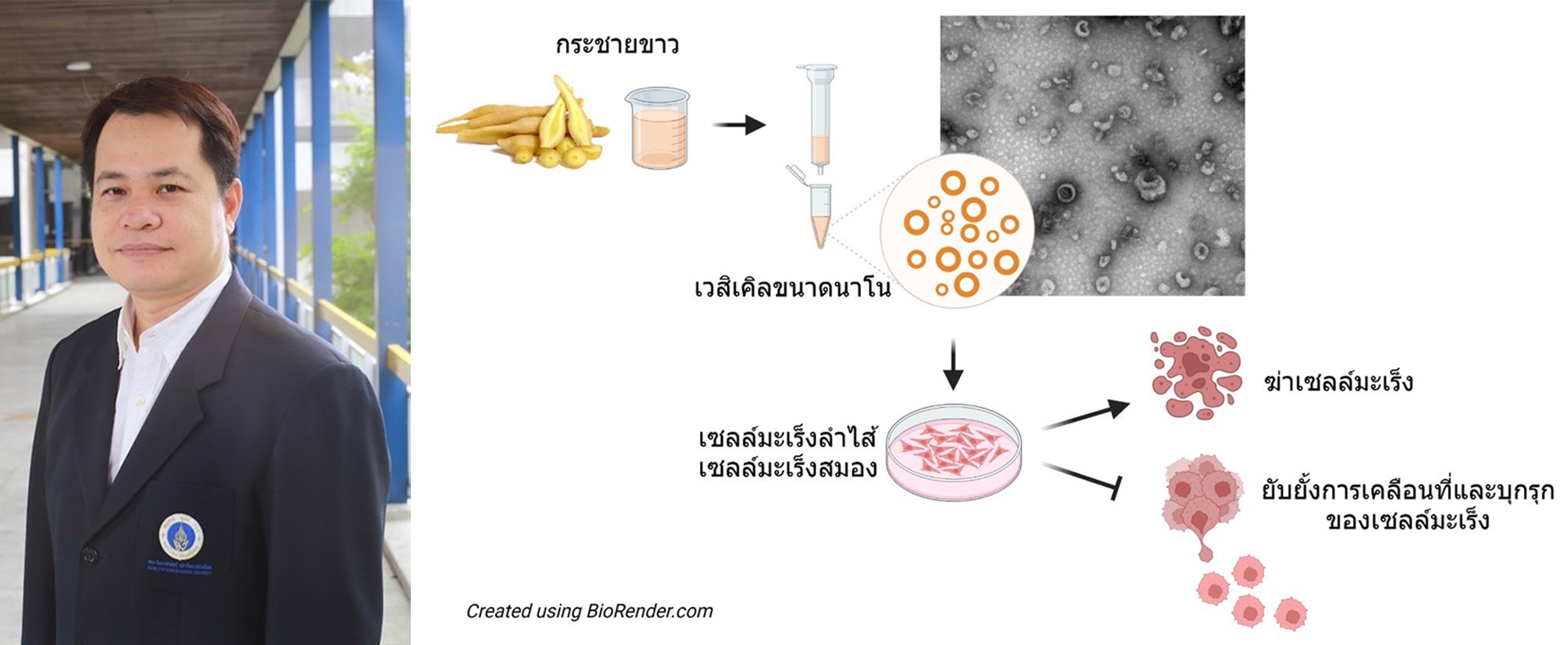 ม.มหิดลค้นพบ'เวสิเคิลจากกระชายขาว'ต้านเซลล์มะเร็ง เตรียมขยายผลทดลองในสัตว์