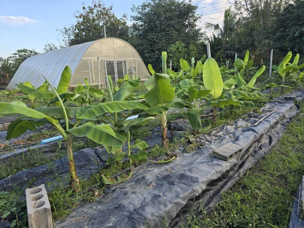 วว. พัฒนาต้นแบบเวชสำอางจากสารสกัดต้นกล้วย